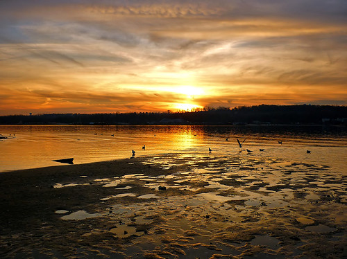 sunset sky sun seagulls ny newyork nature water birds clouds skyscape landscape bay flying wings sand day mud cloudy tide longisland seacliff explore inlet rays lowtide creatures roslyn roslynharbor explored