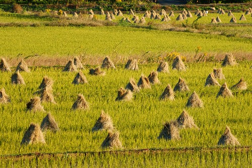 harvest saitama ricepaddy higashimatsuyama riceharvest 埼玉県 日本の景色 東松山 ruraljapan 日本の田舎
