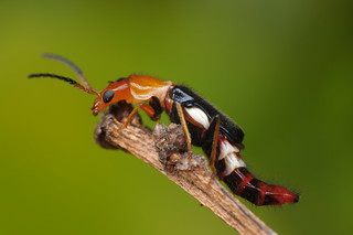 Melyrid Beetle (Yellow Soft-winged Flower Beetle) - Carphurus sp.