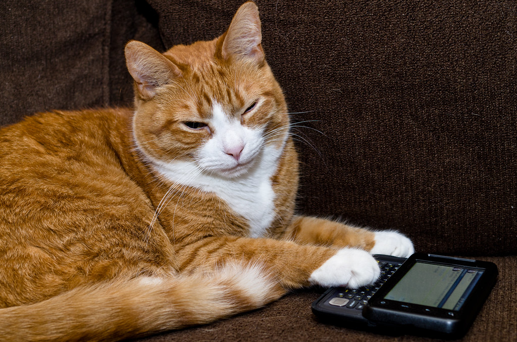 cat pressing buttons on cellphone