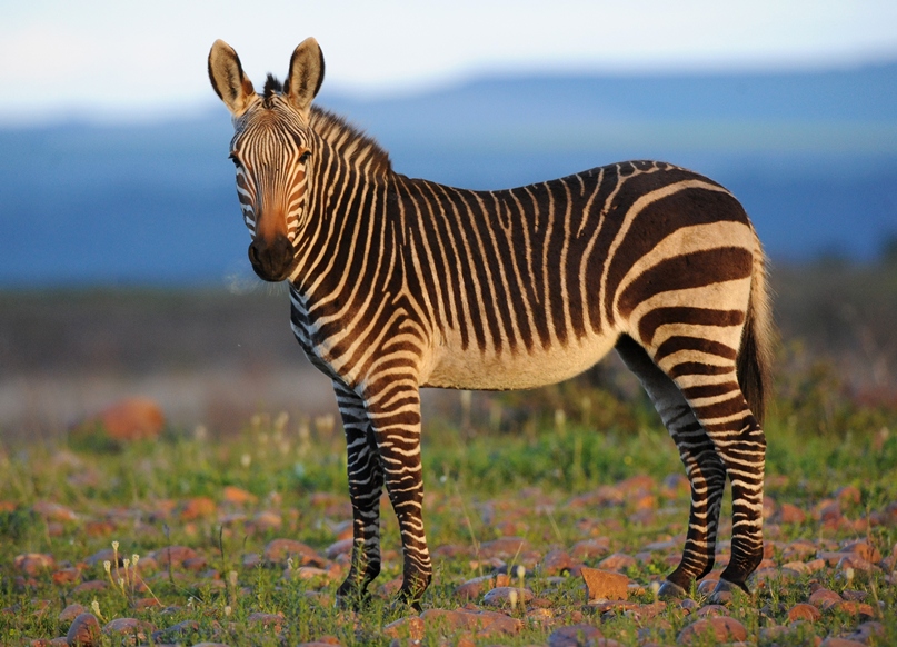 Cape mountain zebra (Equus zebra zebra) in Bontebok National Park