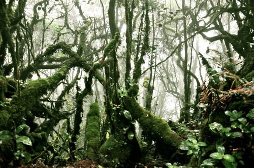 mist nature pahang jungletrek mossyforest westmalaysia mountbrinchang