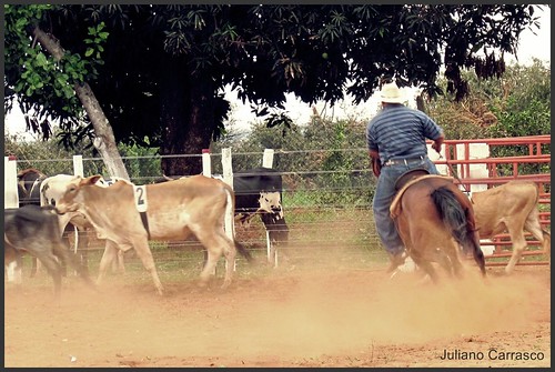 horses horse animal working competition cavalos animais cavalo rodeio penning competição novilho bezzerro