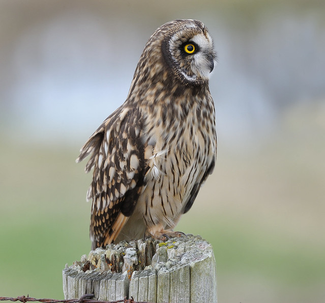 Short Ear Owls II plus others - Birding in BC Community
