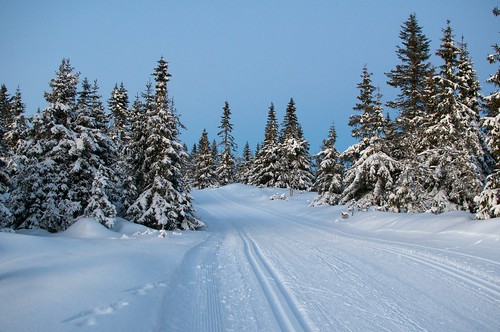 winter snow ski tree pine forest landscape day dusk skitracks sjusjøen pwwinter