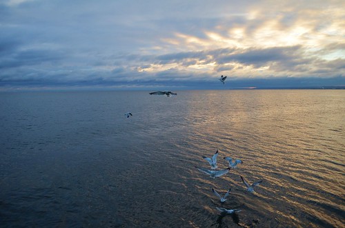 morning blue seagulls lake ontario canada nature water birds clouds burlington nikon wildlife gulls bfg d5100