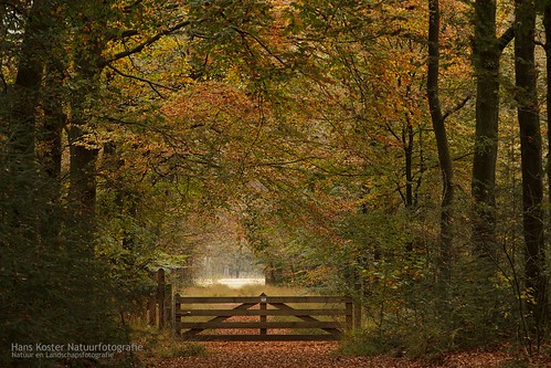 autumn netherlands colors fence woods herfst nederland lane bos uden hek laan kleuren maashorst hknatuurfotografienl hanskoster udenoord