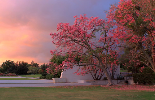 california ca pink flowers trees sunset sky nature clouds outside los angeles arboretum southern jacaranda arcadia