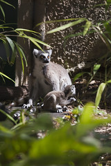 Ring-tailed lemurs at Perth Zoo