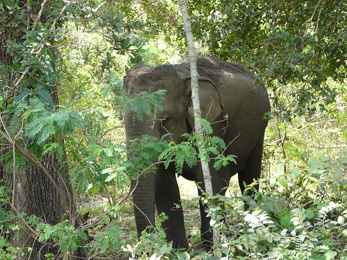 Imagen del Yala National Park (Sri Lanka)