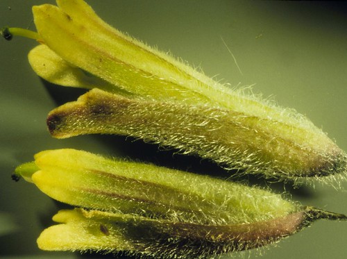 flower yellow montana midsummer native scrophulariaceae herb calyx corolla perennial bracts bridgermountains galea orobanchaceae castillejapulchella beautifulindianpaintbrush