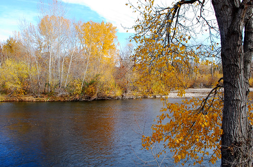 november autumn trees urban fall nature water colors landscapes scenery idaho boise rivers greenbelt boiseriver