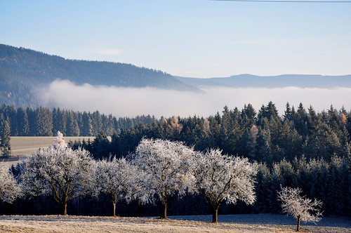 winter sky fog forest landscape nebel young wiese himmel rime wald raureif obstbäume jungwald