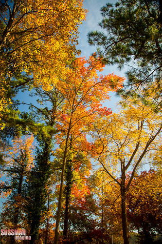 autumn trees lake fall nature water georgia landscape fallcolors westpoint troupcounty westpointlake thesussman sonyalphadslra550 sussmanimaging