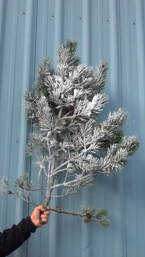 flocked pine branches