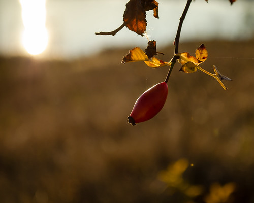 autumn sunset germany see sonnenuntergang natur pflanze 1855mm makro landschaft hagebutte saxonyanhalt sachsenanhalt colorfulworld groskayna groskaynaersee