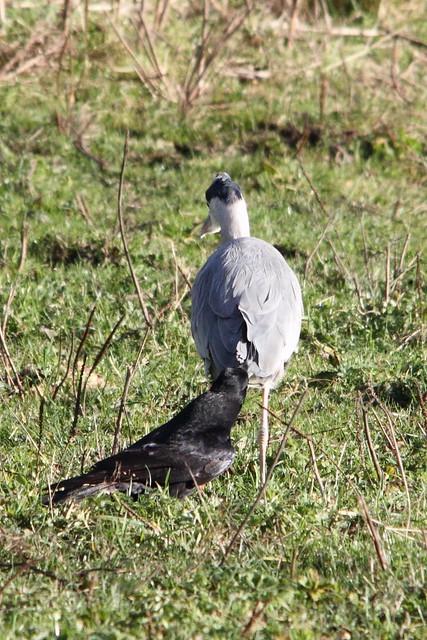 Grey Heron and Carrion Crow, Buck Lane fields