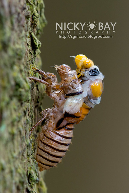 Black and Golden Cicada (Huechys fusca) - DSC_9020