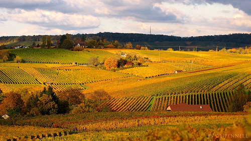 autumn landscape vineyard herbst landschaft weinberg heilbronn gaffenberg