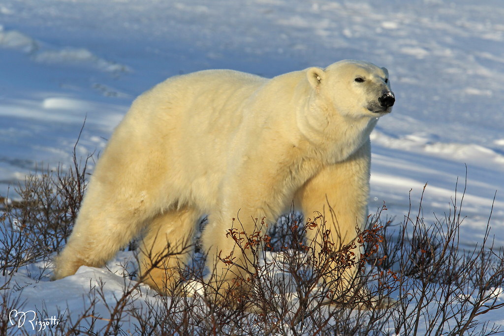Polar Bear "Ursus maritimus"