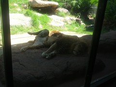 Let sleeping lions lie