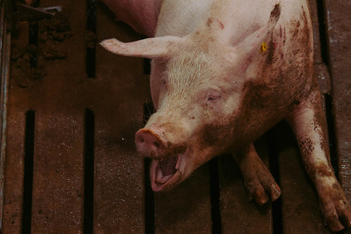 fair oaks farm may 2016 indiana newton hog pig