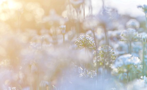 桃園市 大溪 韭菜花 花海 韭月雪 秋天 chinesechive chineseleek 陽起草 起陽草 韮菜 韭黃 扁菜 flowers insects garden nature plants outdoor sunrise sunset sunlight flower 花 bokeh yellow green golden dream