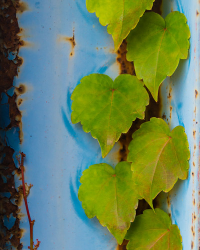 blue green vertical leaf rust steel grow vine 45 chatham