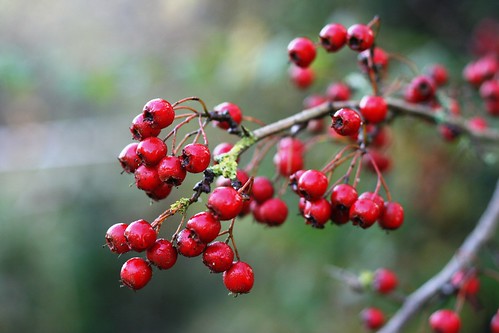 Great British Chefs â€” What to do with Hawthorn Berries?