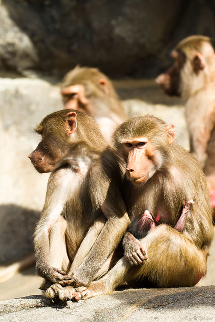 Group of baboons | Flickr - Photo Sharing!