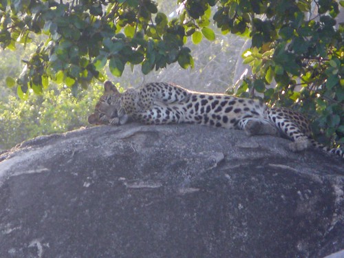 Imagen del Leopardo en el Yala National Park (Sri Lanka)