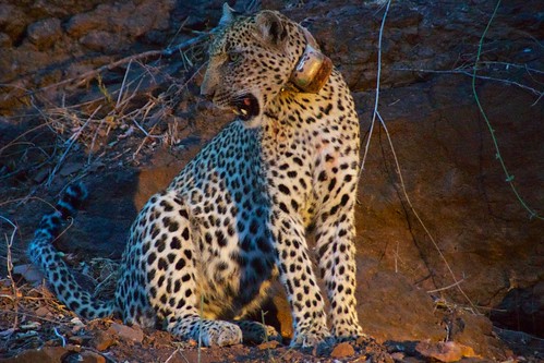 africa southafrica safari leopard gps singita lebombolodge