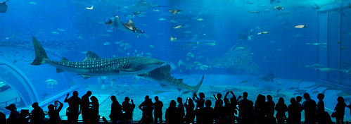 trip travel blue sea nature water silhouette japan landscape photography aquarium nikon 日本 okinawa 沖縄 水族館 d800 1424 美ら海 nikoor 1424mm