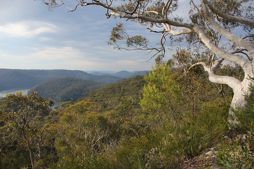 travel trees nature walking landscape scenery hiking australia lookout nsw cowan berowra greatnorthwalk