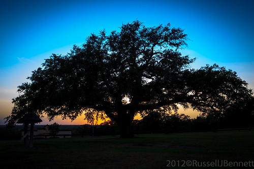 trees plants usa texas unitedstates cities sunsets places oaks lagrange