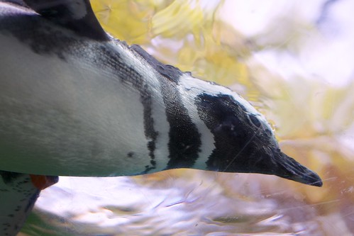 water swim penguin magellenicpenguin eos7d jacksonvillezoogardens ef40stm