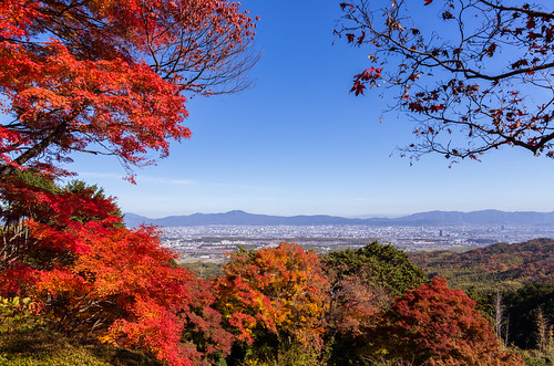 autumn red mountains tree leaves maple kyoto branch 京都 紅葉 k5 yoshiminedera 善峯寺 sigma1750mmf28exdchsm