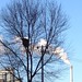 #tree #winter  #birds #neat #chimney #sky #blue #Beijing  #China