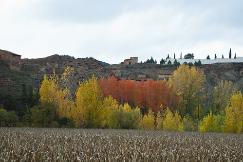 autumn trees españa rural spain árboles otoño teruel colorido villel nikond40x