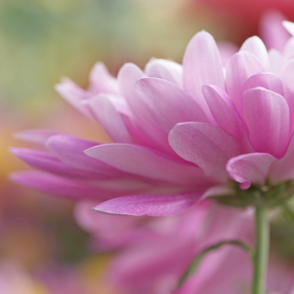 Breathe In: Lush and Lovely Garden Photography by Larri Cochran of the United States