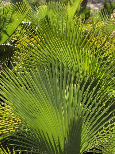plants latinamerica forest mexico flickr oaxaca gps 2007 mex regiónmixteca