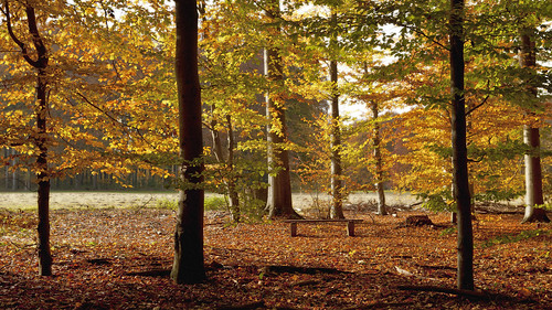park november autumn trees fall seasons herbst jahreszeiten cologne bank köln fourseasons bäume forestpark stadtwald urbanpark cityforest