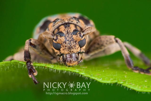 Longhorn Beetle (Cerambycidae) - DSC_4643