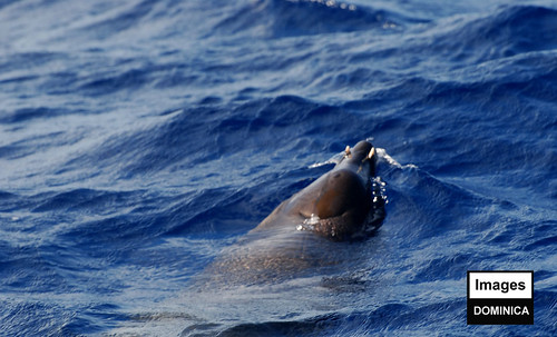 Hectors Beaked-Whale-Male