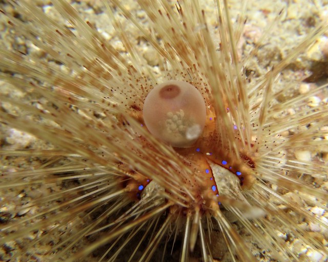 Juvenile urchin
