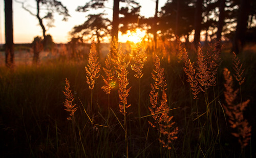 sunset summer grass skåne sweden sverige scania solnedgång gräs skånelän canoneos5dmarkii canonef24mmf14liiusm
