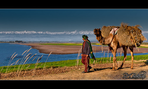 pakistan river camel punjab sialkot marala chanab chanabriver headmarala syedmehdibukhari smbukhari