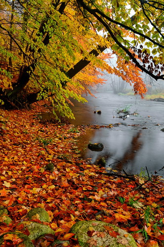 autumn ontario canada fall colors leaves fog burlington creek foliage bfg flickrstruereflection3 flickrstruereflection4 loville