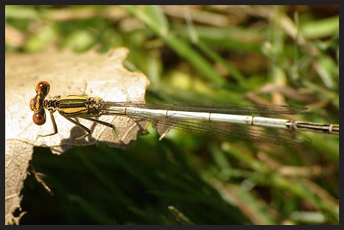 insectes libellules pennipatteorangé platycnemisacutipennis