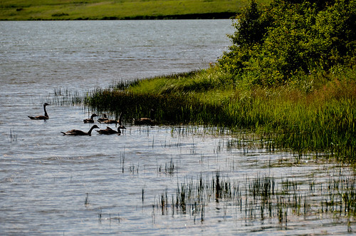 geese reeds bird アルバータ州 alberta canada カナダ 7月 七月 文月 shichigatsu fumizuki bookmonth 2016 平成28年 summer july